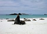 Galapagos 3-2-01 Espanola Gardner Bay Male Sea Lion Patroling Beach Gardner Bay is a wet landing onto a long white beach. The beach is an open area where we were free to wander, walk along the beach, go swimming, or do some snorkeling. A male sea lion patrolled the beach against other males, with the boats bobbing in the distance.
